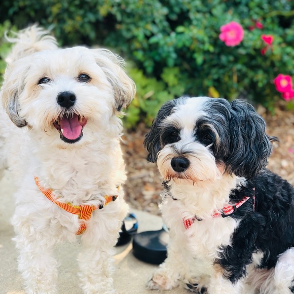 Meet your Posher...June!  Leave a note and say hi! - Picture 6 of 12